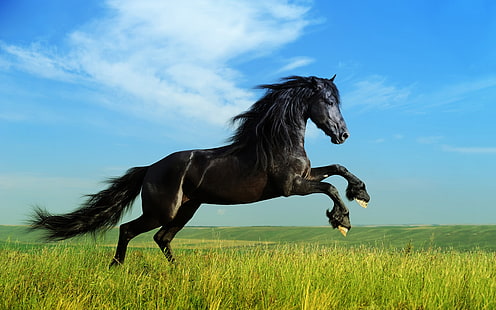Jumping Black Horse Hd Обои Обои Фоновые Изображения Широкоэкранные, HD обои HD wallpaper