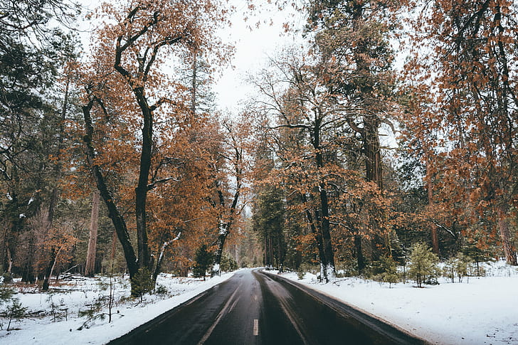 ถนนยางมะตอยข้ามป่าที่ปกคลุมไปด้วยหิมะในตอนกลางวัน, หิมะ, ธรรมชาติ, ฤดูหนาว, ต้นไม้, ป่า, ถนน, ฤดู, ภูมิทัศน์, กิจกรรมกลางแจ้ง, วอลล์เปเปอร์ HD