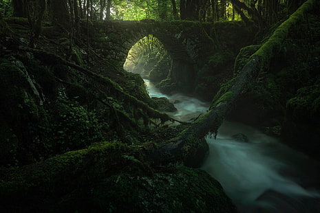 темно, природа, лес, растения, вода, мост, зеленый, мох, река, глухой лес, лес, арка, HD обои HD wallpaper