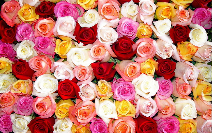 Roses By The Dozen., Rosa, röda, gula och vita rosor, blomma, ros, bukett, kronblad, 3d och abstrakt, HD tapet