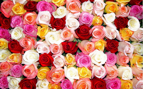 Mawar By The Dozen., Mawar merah muda, merah, kuning, dan putih, bunga, mawar, buket, daun bunga, 3d dan abstrak, Wallpaper HD HD wallpaper
