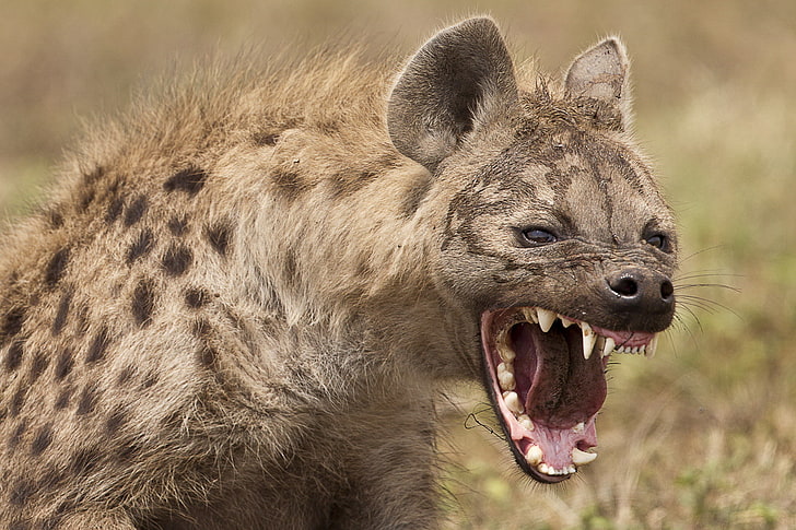 hyena, HD wallpaper