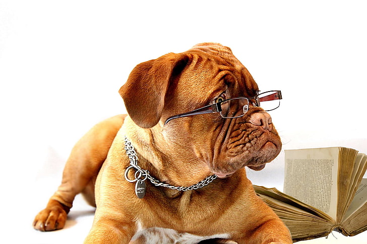 bordeaux, burgundy, dog, dogue de bordeaux, female, glasses, mastiff, office, puppy, reading, reading glasses, school, she, studying, the office of the, the study of, HD wallpaper