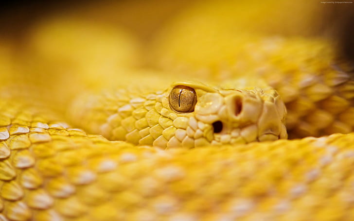 рептилии, 4к, гремучая змея, желтый, глаза, змея, альбинос, HD обои