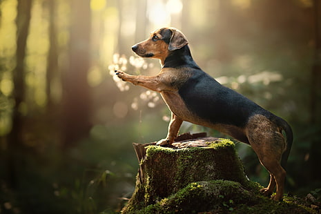 Dogs, Dachshund, Dog, Pet, HD wallpaper HD wallpaper
