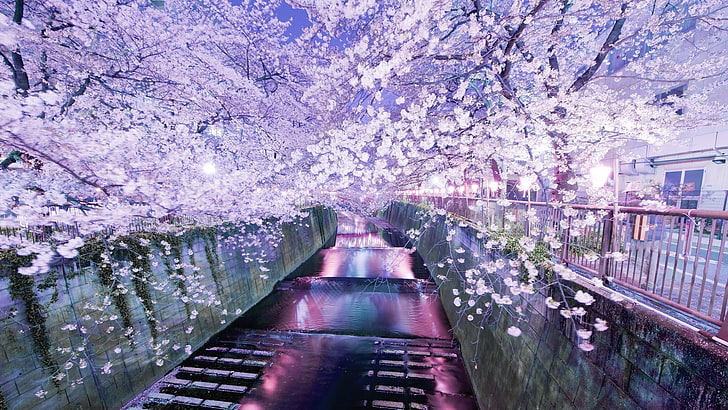 flor, púrpura, reflexión, flor de cerezo, planta, agua, primavera, flor, árbol, invierno, cielo, Meguro, Japón, río, Fondo de pantalla HD