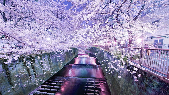 bunga, ungu, refleksi, sakura, tanaman, air, musim semi, mekar, pohon, musim dingin, langit, meguro, jepang, sungai, Wallpaper HD HD wallpaper