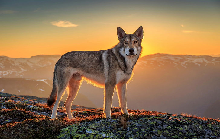 loup brun et noir, chien, montagnes, coucher de soleil, haut, Fond d'écran HD