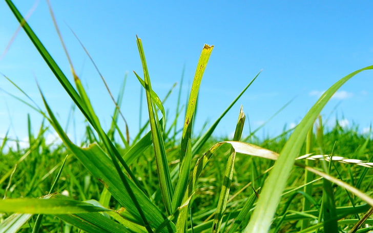 grünblättrige Pflanze, Gras, Grüns, Sommer, klar, hell, HD-Hintergrundbild
