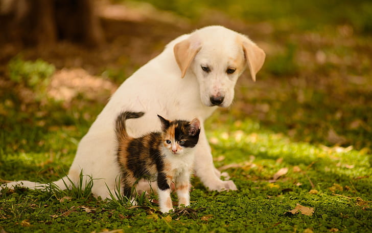 Puppy, Kitten, green, friends, dog, cat, bokeh, animals, puppy, kitten, green, friends, dog, cat, bokeh, HD wallpaper