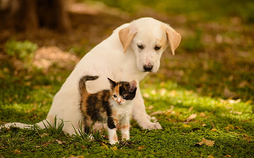Köpek yavrusu, kedi yavrusu, yeşil, arkadaşlar, köpek, kedi, bokeh, hayvanlar, köpek yavrusu, kedi yavrusu, yeşil, arkadaşlar, köpek, kedi, bokeh, HD masaüstü duvar kağıdı HD wallpaper