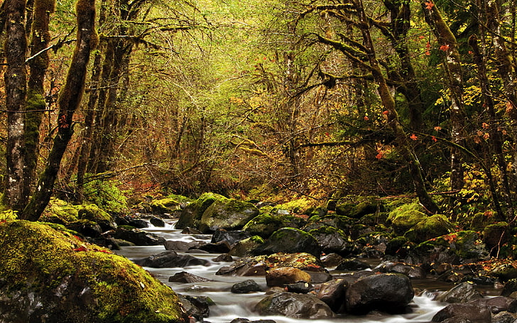 Grüner Wald, Landschaft, Fluss, Wald, HD-Hintergrundbild
