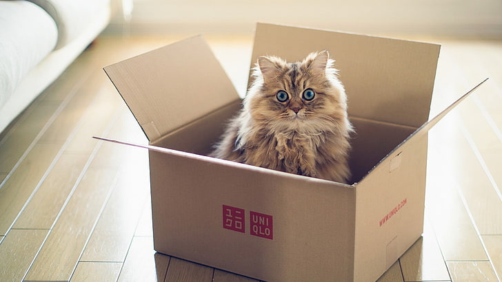 коричнево-черная кошка с коробкой, кошка, голубые глаза, животные, коробки, Бен Тороде, деревянная поверхность, HD обои