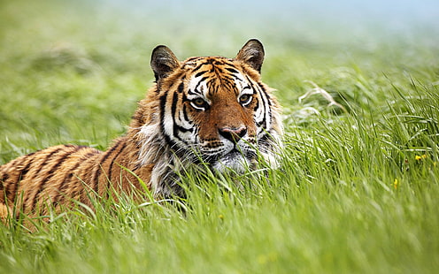 Amazing Siberian Tiger, adult tiger, amazing, siberian, tiger, HD wallpaper HD wallpaper