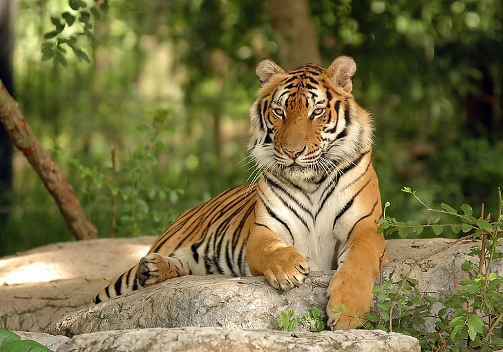 نمر البنغال ، النمر ، الحيوانات ، الطبيعة، خلفية HD