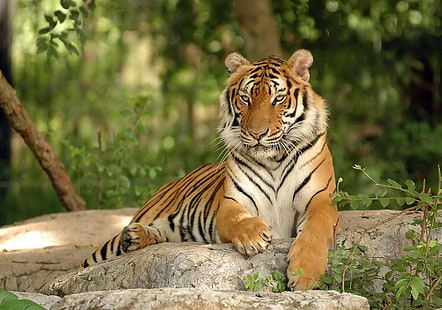 Бенгальский тигр, тигр, животные, природа, HD обои HD wallpaper