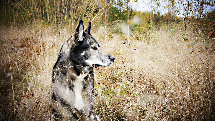 cão, natureza, husky siberiano, HD papel de parede