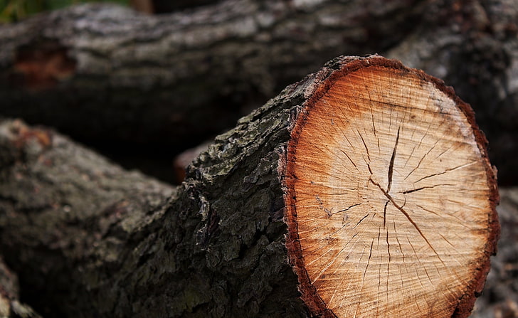 Cut Timber, selective focus photography of tree log, Aero, Macro, Wood, Timber, HD wallpaper