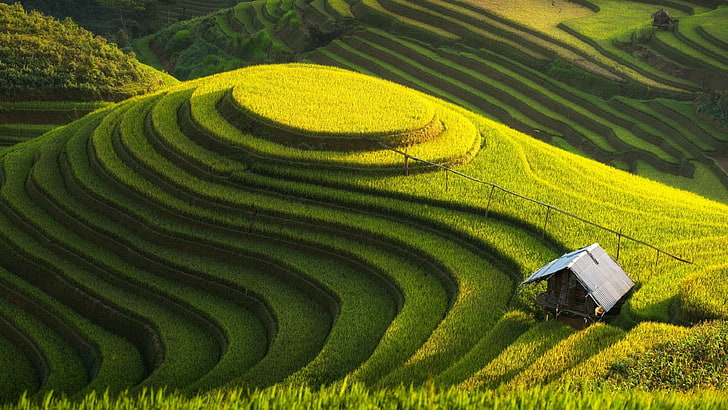 vietnam, reisfelder, terrassenförmig angelegt, mu cang chai, yenbai, grüner bauernhof, hütte, haus, HD-Hintergrundbild