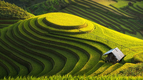 vietnam, rice fields, terraced, mu cang chai, yenbai, green farm, cottage, house, HD wallpaper HD wallpaper