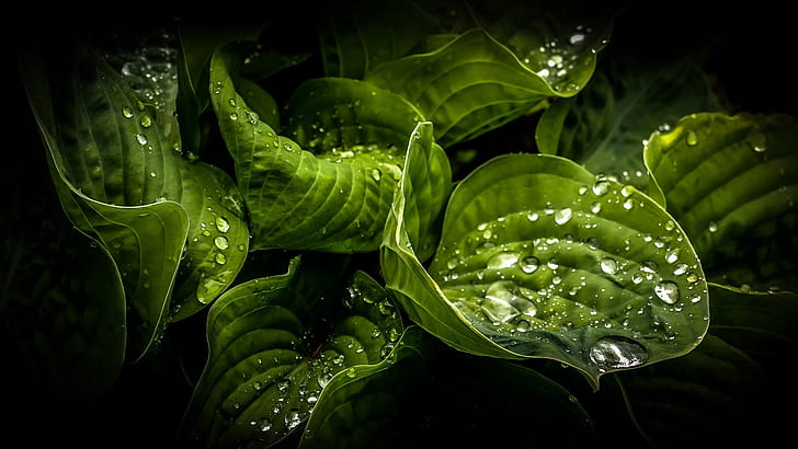 Зелени листа отблизо, капки вода, роса, зелени, листа, вода, капки, роса, HD тапет