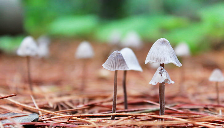 depth of field photography of mushrooms on ground, la, lluvia, depth of field, photography, mushrooms, ground, taxonomy, order, Agaricales, nature, fungus, mushroom, autumn, forest, close-up, season, toadstool, plant, HD wallpaper