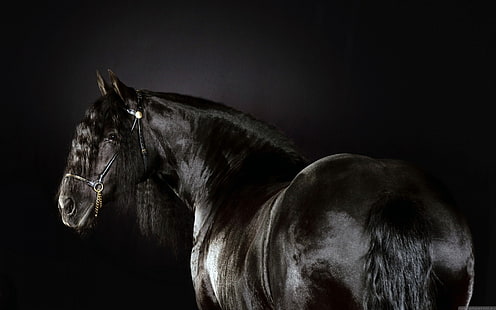 الحيوانات ، الأسود ، الفريزيان ، الحصان ، الخيول ، العرق، خلفية HD HD wallpaper