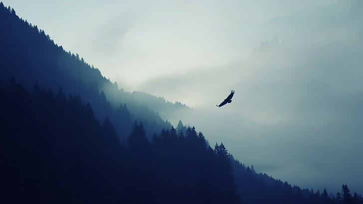 орел над туманным лесом, горы, деревья, минимализм, природа, пейзаж, птицы, лес, орел, туман, горный перевал, животные, HD обои