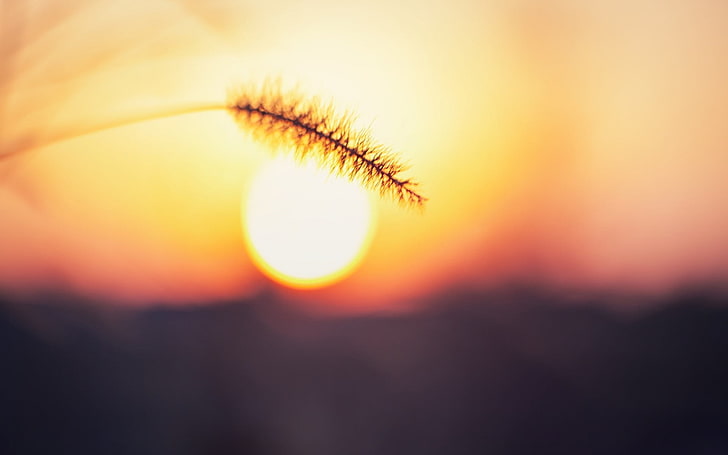 pszenica czarna i beżowa, pszenica brązowa podczas zachodu słońca w fotografii makro, lato, zachód słońca, kłoski, makro, niewyraźne, światło słoneczne, słońce, bokeh, Tapety HD
