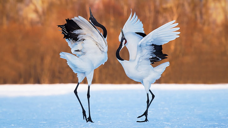 นก, เครนเหมือนนก, จะงอยปาก, เครน, ขน, สัตว์ป่า, นกน้ำ, shorebird, ปีก, เต้นรำ, นกกระเรียนมงกุฎแดง, ฤดูหนาว, หิมะ, วอลล์เปเปอร์ HD