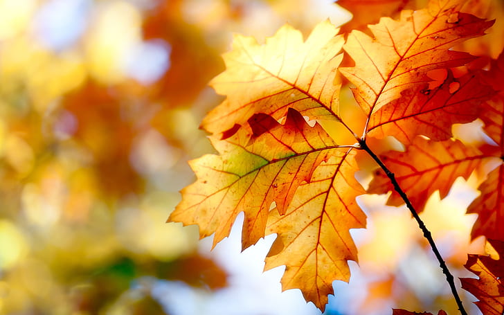 Jesienne liście, bokeh, kolory, jesień, liście, bokeh, kolory, Tapety HD