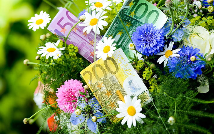 Flowers, cornflowers, chamomile, money, Euro, Flowers, Cornflowers, Chamomile, Money, Euro, HD wallpaper