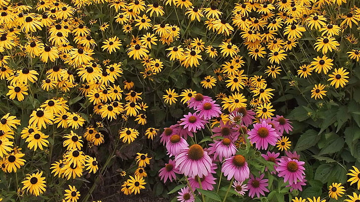 yellow black-eyed susan and pink coneflowers, rudbeckia, flowers, yellow, pink, green, garden, HD wallpaper