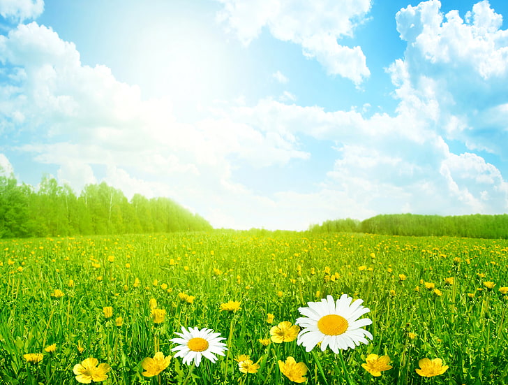 حقل زهرة الأقحوان الأبيض والأصفر ، الحقل ، الصيف ، السماء ، العشب ، الشمس ، الغيوم ، الزهور ، البابونج ، المرج، خلفية HD