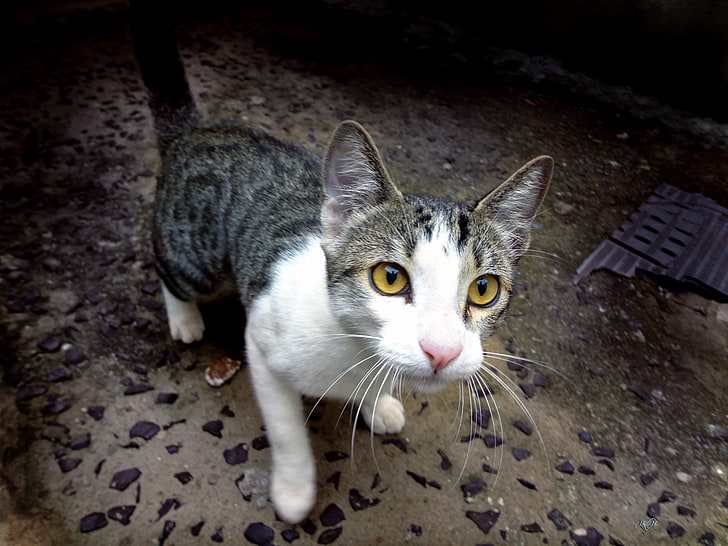 white and black tabby cat, animals, cat, feline, yellow eyes, HD wallpaper