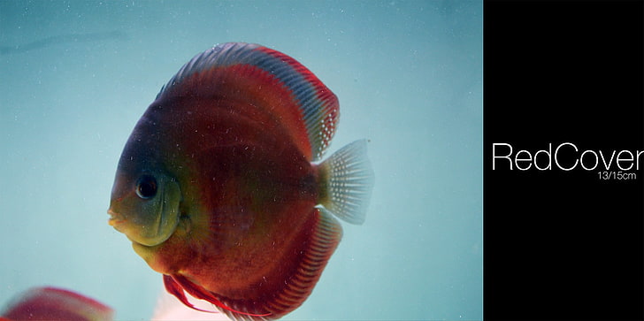 Discus Fish ปลาใต้น้ำ, วอลล์เปเปอร์ HD
