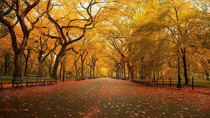 gelbe Bäume, Natur, Landschaft, HD-Hintergrundbild