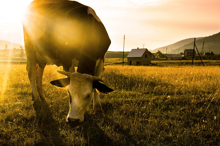 sunlight, field, cow, animals, HD wallpaper