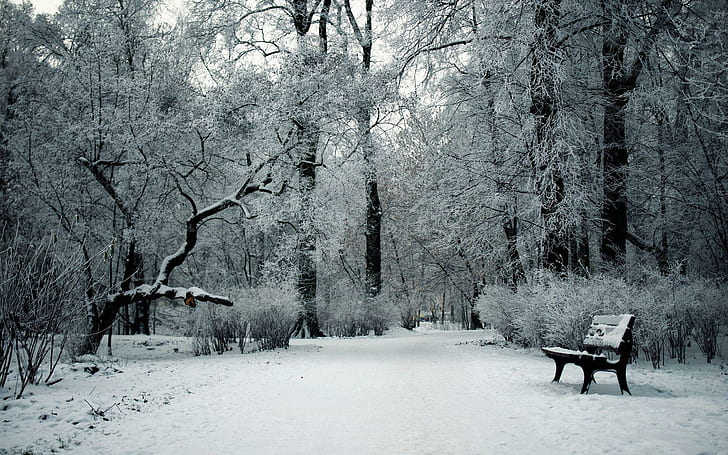 Winter day in the park, black steel bench, photography, 1920x1200, snow, winter, tree, bench, park, HD wallpaper