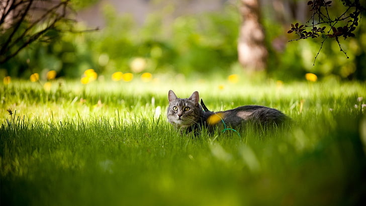 short-fur black cat, cat, grass, tree, shadow, lie, hide, HD wallpaper
