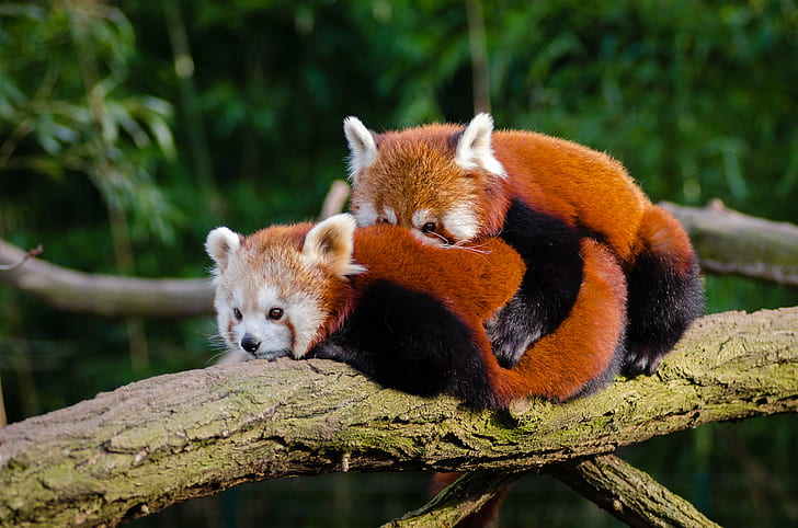 two red pandas on branch, pandas, branch, red  panda, animal, tier, roter, kleiner, nikon  d7000, bokeh, cute, adorable, sweet, süß, sueß, suess, tree, green, endangered  species, zoo, tierpark, deutschland, germany, young, bamboo, ears, face, tail, schwanz, nose, nase, orange, fur, high, iso, animals, nature, natur, wildlife, ailurus  fulgens, vintage, mozilla  firefox, feet, paws, paw  foot, weekend, winter, cold, kalt, male, female, spring, frühling, panda - Animal, mammal, bear, forest, endangered Species, animals In The Wild, asia, HD wallpaper