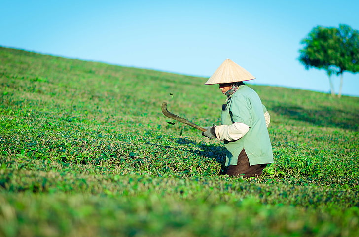 alone, green, labor, moc chau, mountain, people, spring, sunny, the hill, the hill tea, work, HD wallpaper