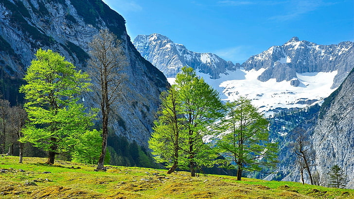 pohon berdaun hijau, pemandangan, alam, pegunungan Alpen, Wallpaper HD