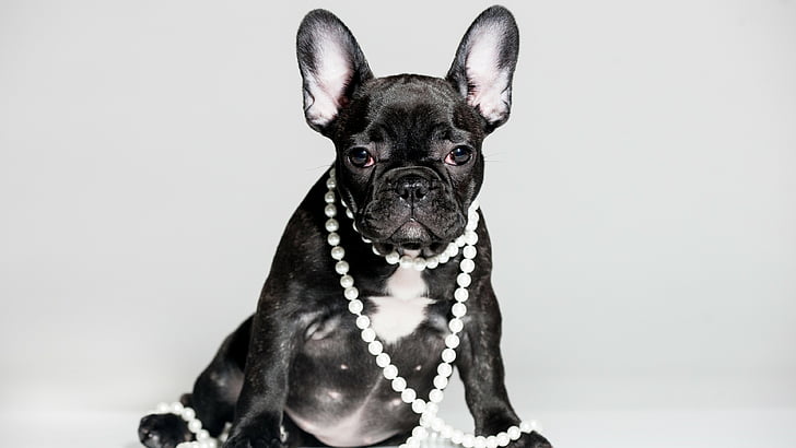 fotografia płytkiej ostrości czarnego psa o krótkiej sierści, buldoga francuskiego, szczeniaka, uroczych zwierzątek, 5k, Tapety HD