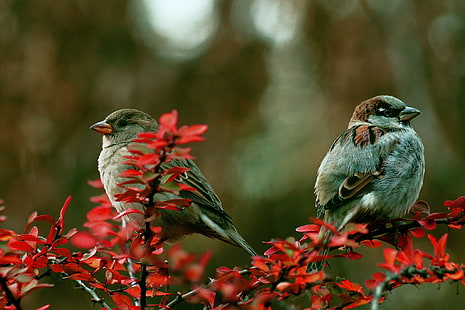 Par fåglar på gren, fåglar, färg, par, gren, HD tapet HD wallpaper