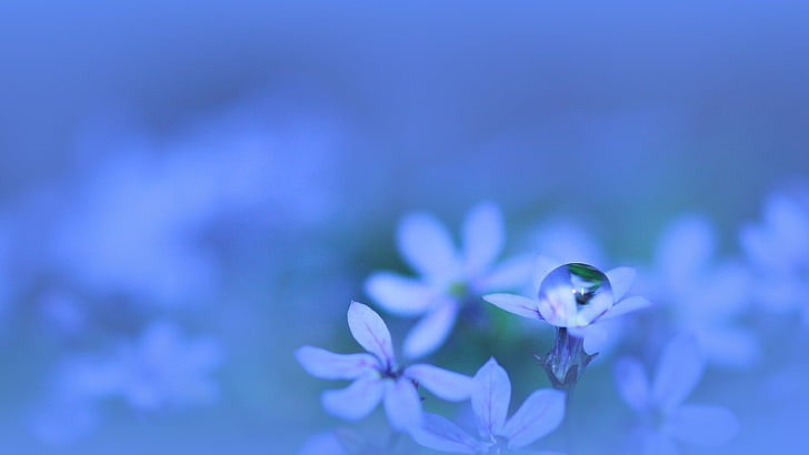 фиолетовый и белый цветок с лепестками, растения, капли воды, синий фон, цветы, природа, HD обои