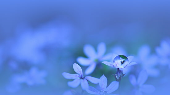 фиолетовый и белый цветок с лепестками, растения, капли воды, синий фон, цветы, природа, HD обои HD wallpaper