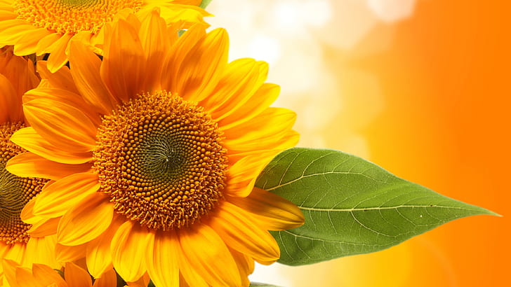 Sonnenblumen, gelbe Blumenblätter, orange Hintergrund, Sonnenblumen, Gelb, Blumenblätter, Orange, Hintergrund, HD-Hintergrundbild