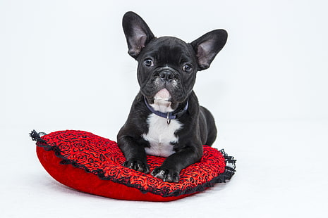 adult black and white French bulldog, bulldog, dog, pillow, puppy, HD wallpaper HD wallpaper