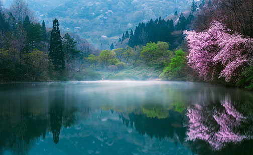 green forest, flowers, nature, fog, lake, spring, Japan, Sakura, haze, dervla, HD wallpaper HD wallpaper